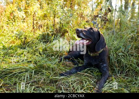 Hunter cane seduta su erba in giornata di sole, guardare proprietario, hanno riposo Foto Stock