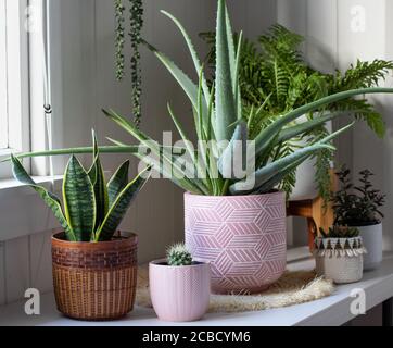 gruppo di piante di pentola sul tavolo da finestra all'interno con pianta di aloe vera Foto Stock