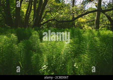 Basso colpo medio di horsetail che cresce in un campo Foto Stock