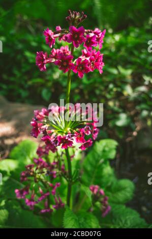 Fiori di primo piano di un fiore viola Foto Stock