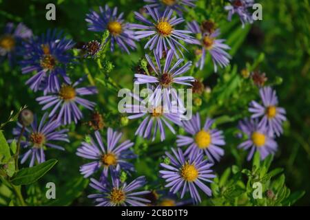 Fiori Aster amellus vero backround, giardino fiorente in una bella estate soleggiata giorno. Foto Stock