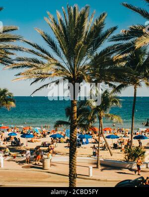 Un albero di palma Tall su una spiaggia tropicale occupata con L'oceano e il cielo in background Foto Stock