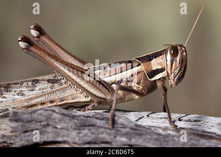 Locusta a gola sputa (Austracris guttulosa). Femmina sul ramo. Marzo 2011. Santuario di Entwood. Sandleton. Murraylands. Australia del Sud. Australia. Foto Stock
