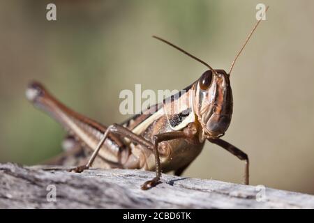 Locusta a gola sputa (Austracris guttulosa). Femmina sul ramo. Marzo 2011. Santuario di Entwood. Sandleton. Murraylands. Australia del Sud. Australia. Foto Stock