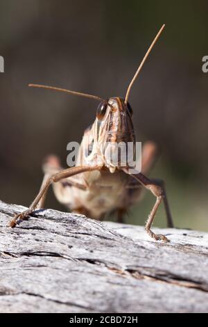 Locusta a gola sputa (Austracris guttulosa). Femmina sul ramo. Marzo 2011. Santuario di Entwood. Sandleton. Murraylands. Australia del Sud. Australia. Foto Stock