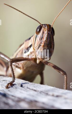 Locusta a gola sputa (Austracris guttulosa). Femmina sul ramo. Marzo 2011. Santuario di Entwood. Sandleton. Murraylands. Australia del Sud. Australia. Foto Stock