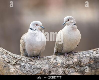 Un closeup di un paio di colombe Eurasiane accoppiate che si siedono cozily l'uno accanto all'altro su un ramo arcuato dell'albero. Foto Stock