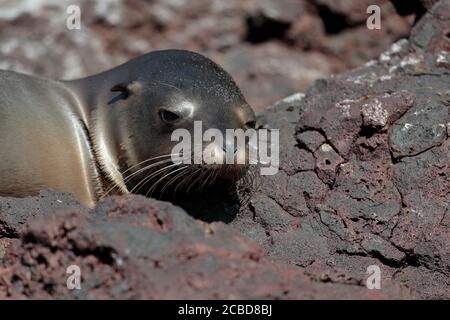 Galapagos Fur Seal (Arctocephalus galapagoensis), Isla San Cristobal, Galapagos, Ecuador 18 novembre 2017 Foto Stock