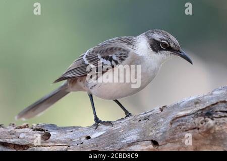 Galapagos Mockingbird (Nesomimus parvulus parvulus), Isla Santa Cruz, Galapagos, Ecuador 18 novembre 2017 Foto Stock