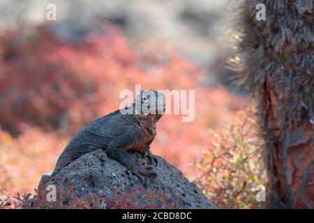 Land Iguana (subcristatus Conolophus) - sfondo rosso vesuvium, Plaza sur, fuori Isla Santa Cruz, Galapagos Ecuador 26 Nov 2017 Foto Stock