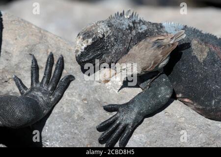 Warbler Finch (Certhidia olivacea), con Marine Iguanas, Espanola (Hood) Island, Galapagos Islands, Ecuador 24 novembre 2017 Foto Stock