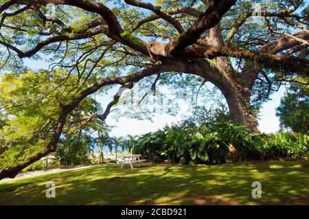 Basseterre, St. Kitts - 26 dicembre 2011: L'albero signorile di Saman a Romney Manor, St. Kitts. I suoi rami si estendono per un intero mezzo acro. A più di 400 anni, esso Foto Stock