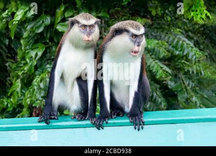 Due scimmie Monna sedute su una panchina del parco. Primate in via di estinzione nella Foresta Nazionale di Grand Etang, foresta pluviale, Grenada, Isola dei Caraibi, Indie Occidentali Foto Stock