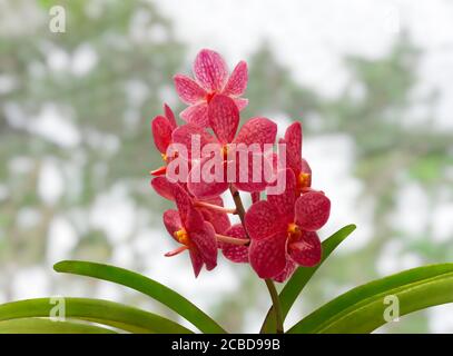 Orchidee puntate di rosso profondo con un centro giallo. Falaenopsis o Moth dendrobium Orchidea fiori. Barbados, Indie Occidentali, Caraibi. Foto Stock