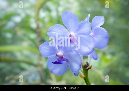 Belle orchidee pastello blu chiaro con sfondo verde sfocato. Foto Stock