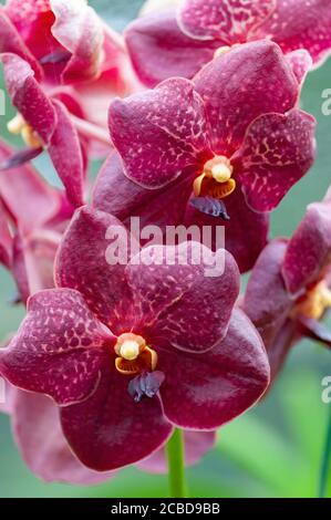Orchidee puntate di rosso profondo con un centro giallo. Falaenopsis o Moth dendrobium Orchidea fiori. Barbados, Indie Occidentali, Caraibi Foto Stock