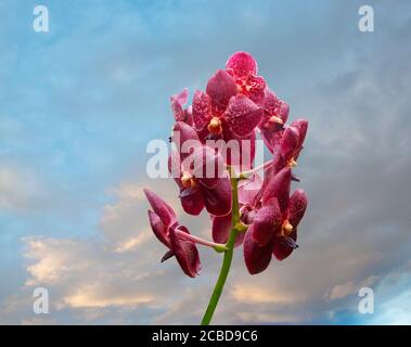 Orchidee puntate di rosso profondo con un centro giallo. Falaenopsis o Moth dendrobium Orchidea fiori. Barbados, Indie Occidentali, Caraibi. Foto Stock