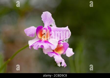 Closeup di bella rosa e bianco falaenopsis equestris fiore orchidea con un centro giallo arancio. Le formiche possono essere viste al centro. Barbados, ovest Foto Stock