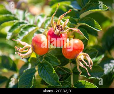 Anche di rose nella costa selvaggia Foto Stock