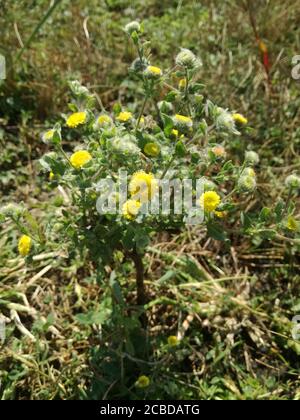 Pulicaria vulgaris, Fleabane piccolo. Pianta selvaggia fotografata in autunno. Foto Stock