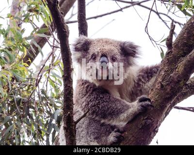 Koala selvaggio su un albero di gomma Foto Stock