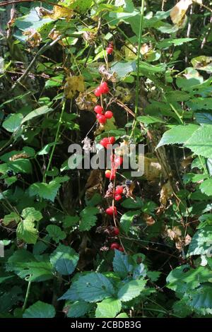 Tamus communis, Black Bryony, Dioscorea communis. Pianta selvaggia fotografata in autunno. Foto Stock