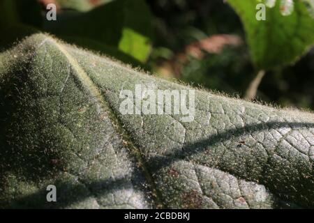 Verbascum densiflorum, Denseflower Mullein, denso-fiore Mullein. Pianta selvaggia fotografata in autunno. Foto Stock