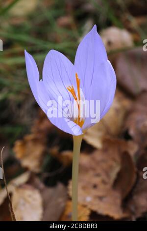 Crocus pulchellus, Crocus peloso. Pianta selvaggia fotografata in autunno. Foto Stock