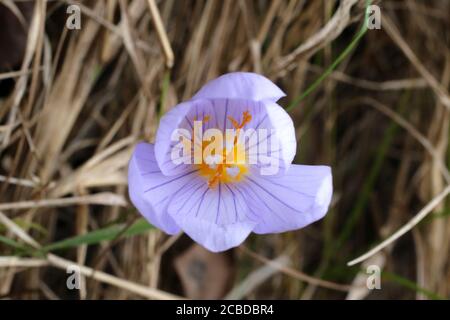 Crocus pulchellus, Crocus peloso. Pianta selvaggia fotografata in autunno. Foto Stock