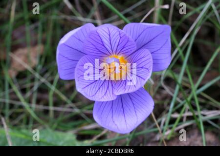 Crocus pulchellus, Crocus peloso. Pianta selvaggia fotografata in autunno. Foto Stock