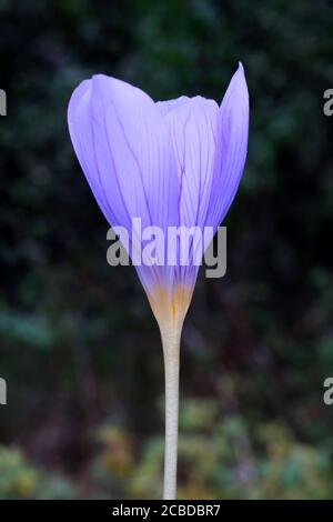 Crocus pulchellus, Crocus peloso. Pianta selvaggia fotografata in autunno. Foto Stock