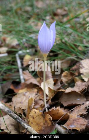 Crocus pulchellus, Crocus peloso. Pianta selvaggia fotografata in autunno. Foto Stock