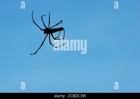 Northern Golden Orb Weaver che gira la sua rete nella foresta dell'isola di Lamma a Hong Kong. Foto Stock