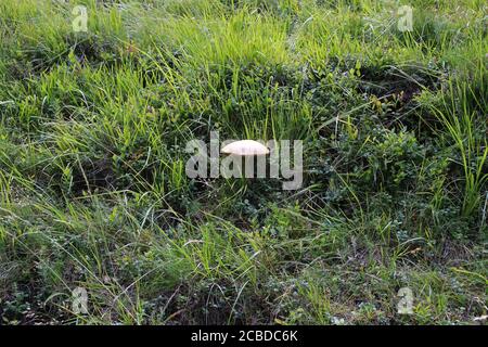 Leccinum versipelle - Fungo selvatico girato in estate. Foto Stock