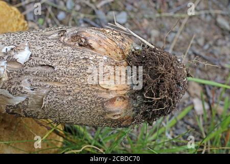 Leccinum versipelle - Fungo selvatico girato in estate. Foto Stock