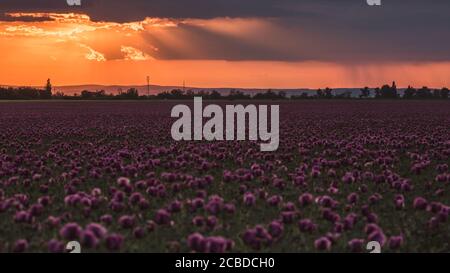 Campo di fiori di papavero lilla al tramonto all'inizio dell'estate Foto Stock