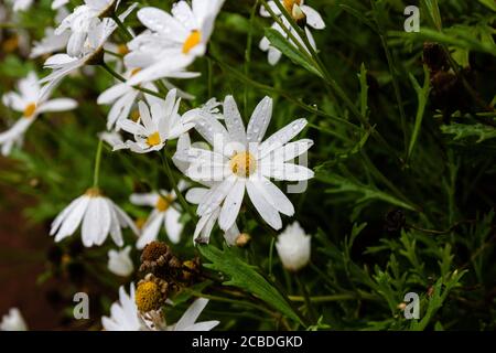 Messa a fuoco superficiale di belle margherite in una giornata piovosa Foto Stock
