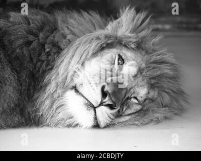 Leone maschio stanco che giace su un terreno con un occhio aperto. Immagine in bianco e nero. Foto Stock