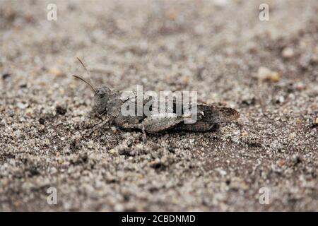 Grasshopper (Oedipoda caerulescens) ad alata blu in una riserva naturale di sabbia vicino a Haltern, Germania Foto Stock