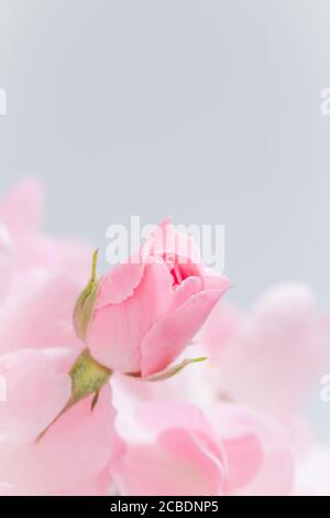 Rosa rosa germoglio su sfondo grigio. Perfetto per biglietti d'auguri e inviti per matrimoni, compleanni, San Valentino, Festa della mamma Foto Stock