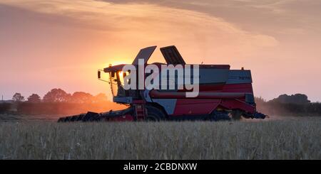 Mietitrebbia Massey Ferguson 7278 Cerea in funzione sul campo Di orzo sullo sfondo di una bella estate vivace agosto Tramonto nel Lincolnshire Foto Stock