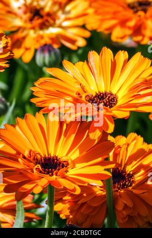 Calendula officinalis tocco di Calendula rossa Foto Stock
