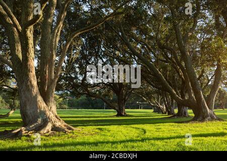 Grandi alberi di Pohutukawa con lunghe ombre al mattino presso la Milford Beach Reserve, Auckland Foto Stock