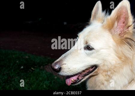 White swiss Shepherd cane giocare sull'erba verde, Città del Capo, Sud Africa Foto Stock