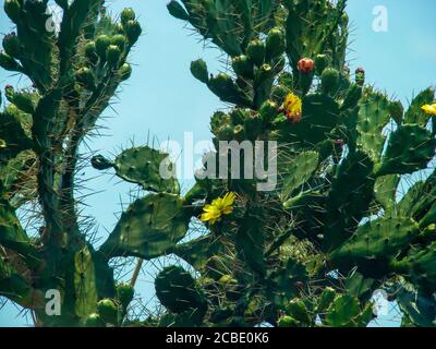 La pianta di cactus, Tamil Nadu, è famosa per i suoi templi indù in stile dravidiana. Una terra di patrimonio culturale e religioso Foto Stock