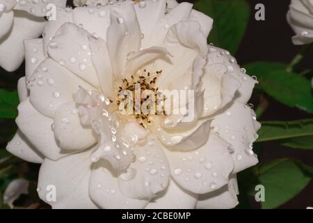 Rosa e bianco Giardino Rosa in fiore coperto di gocce di pioggia, Città del Capo, Sud Africa Foto Stock