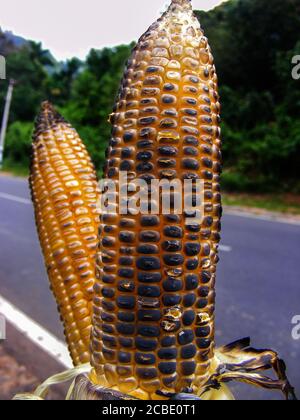 Il negozio di mais arrosto, Tamil Nadu, è famoso per i suoi templi indù in stile dravidiana. Una terra di patrimonio culturale e religioso Foto Stock