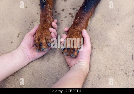 Le mani maschili tengono le zampe di un cane Rottweiler. Stretta di mano umana e animale domestico. Ami gli animali. Vista dall'alto ad angolo. Foto Stock