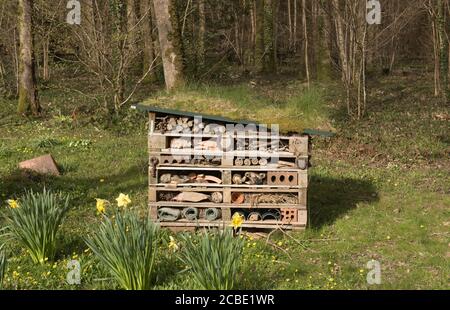 Casa fatta Bug House, Insect Hotel o Invertebrate Nesting Box circondato da Primavera fioritura Daffodils in un Country Cottage Woodland Garden Foto Stock