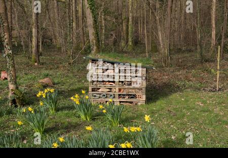 Casa fatta Bug House, Insect Hotel o Invertebrate Nesting Box circondato da Primavera fioritura Daffodils in un Country Cottage Woodland Garden Foto Stock